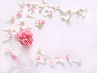 Flowers composition. Pink carnation flowers on white background. 