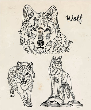 Beautiful illustration of wolf on vintage background