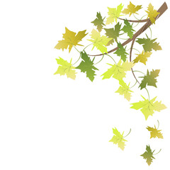 floral leaves, isolated on a white