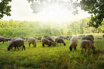 Naklejka na ściany i meble a herd of sheep grazes on a meadow among trees