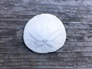 Sand dollar
