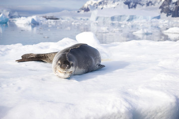 icy beach with animal in antarctic