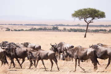 wildebeest in Masai Mara National Park in Kenya Africa