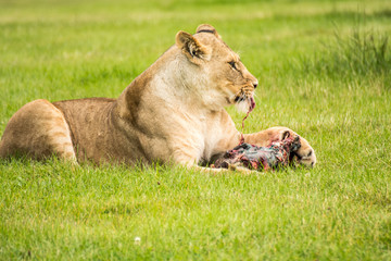 Lioness Hunters