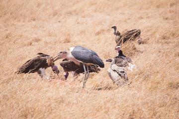 Stork and vultures eating carrion Masai Mara national park in Kenya Africa