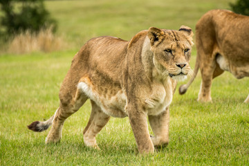 Fototapeta na wymiar Lioness Hunters
