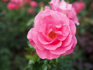 Blurred background of pink rose, pink rose background.