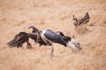 Stork and vultures eating carrion Masai Mara national park in Kenya Africa
