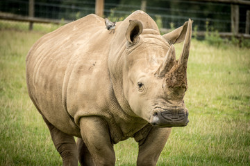 Fototapeta premium Rhino White Safari