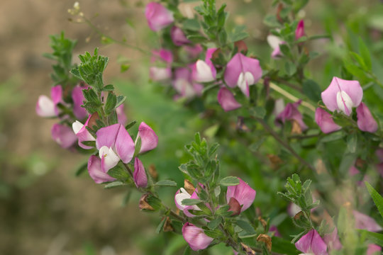 Blooming spiny restharrow, Ononis spinosa