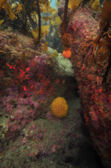Fototapeta na wymiar Colourful sponges and other invertebrates on rock walls under kelp forest canopy.