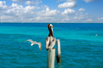 Caribbean Pelican on a beach pole - Powered by Adobe