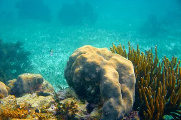 Türaufkleber Mesoamerican barrier Great Mayan Reef © lunamarina