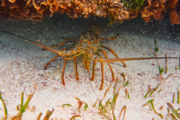 Lobster in Great Mayan Reef at Riviera Maya
