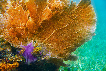Mesoamerican barrier Great Mayan Reef