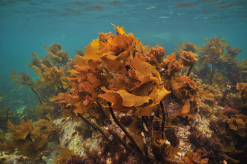 Bright brown stalked kelp Ecklonia radiata growing on rocks right under ocean surface.