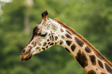 Giraffe Majestic Animals