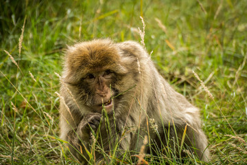 Baby Monkey In The Wild
