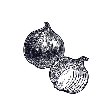 Bulb onions vintage engraving.
