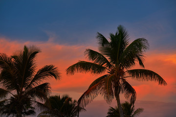Fototapeta na wymiar Sunset sky coconut palm trees in Caribbean