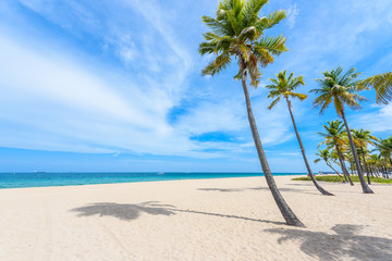 Paradise beach at Fort Lauderdale in Florida on a beautiful sumer day. Tropical beach with palms at white beach. USA. © Simon Dannhauer