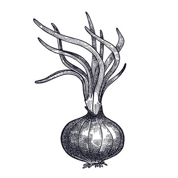 Onion germinated vintage engraving.