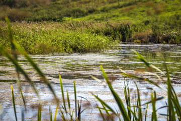 Fototapeta na wymiar Overgrown with mud, algae and reeds pond.