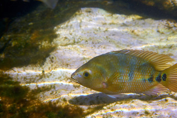 fish Cichlasoma urophthalmus of Cichlids