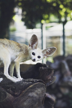 Beautiful fennec fox