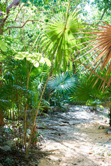Fototapeta na wymiar Riviera maya rainforest jungle Mexico