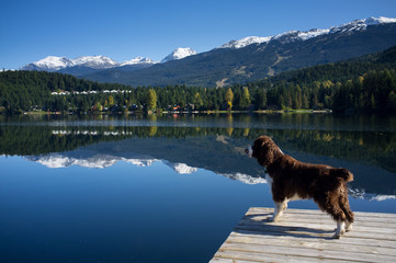 A dog looks out over mountain reflections in a lake