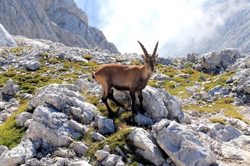 Obraz premium Middle size ibex staring at me, Slovenia