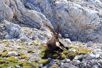 Ibex resting in a grass