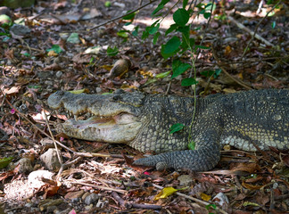 Crocodile in Mexico Riviera Maya