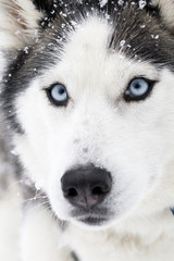 A portrait of a blue-eyed Siberian Husky