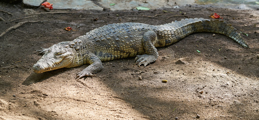 Crocodile in Mexico Riviera Maya