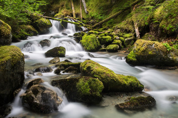 A waterfall amongst the forest in Whistler, British Columbia