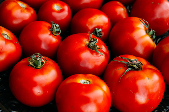 Freshly Picked Tomatoes