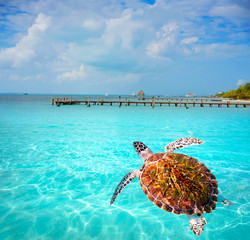 Isla Mujeres island Caribbean beach Mexico