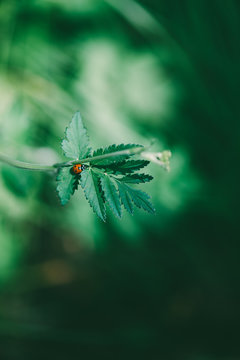 ladybug on a green plant