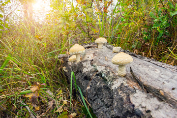 Mushrooms growing on the trunk of a fallen tree. Mushrooms in sunlight