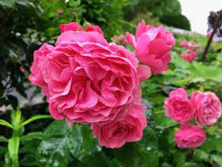 Blüte einer Rose mit Regentropfen