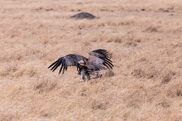 Vultures, Masai Mara in Kenya, Africa