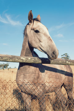 large grey horse