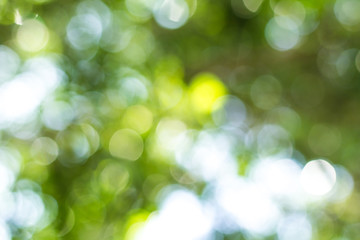 Fototapeta premium Green bokeh