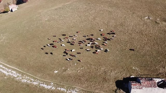 Aerial drone view of cows grazing on Linzone mountain, province of Bergamo during autumn