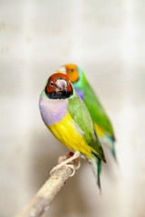 beautiful bird of guild amadine sits on perch close-up