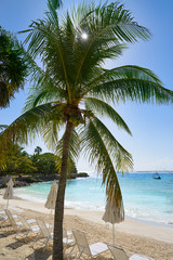 Akumal coconut palm tree beach Riviera Maya