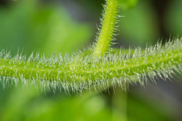 Close-up view of water droplets on biennial plants.