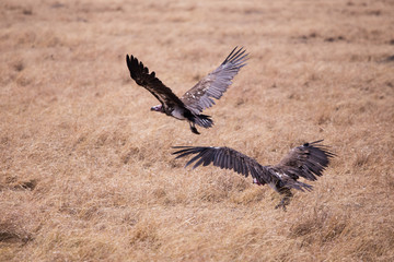 Vultures, Masai Mara in Kenya, Africa